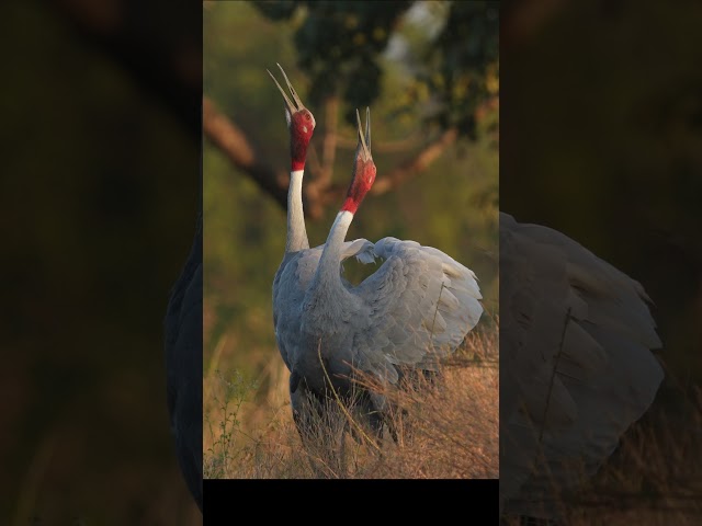 Saras Crane Echoing #saras #shorts