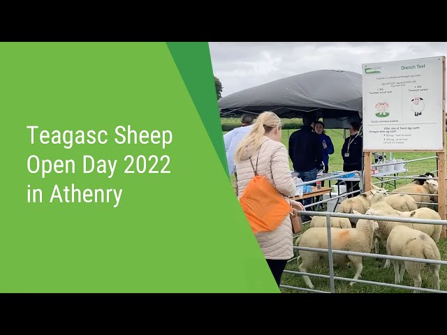 Teagasc Sheep Open Day 2022 in Athenry