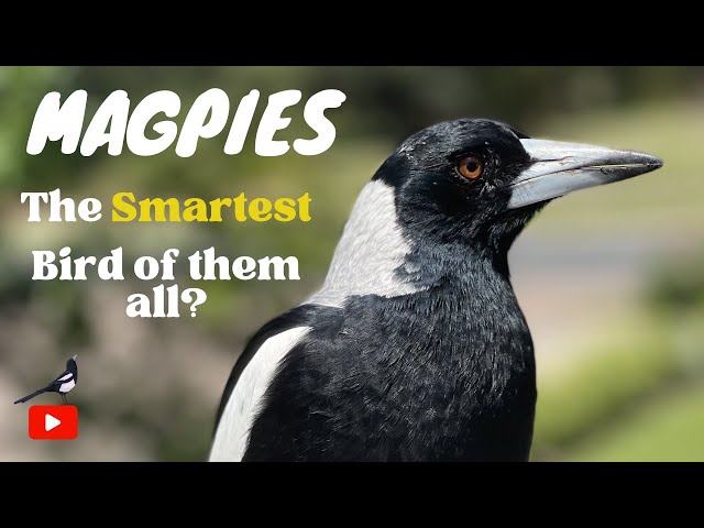 The Surprising Way Magpies Have Outsmarted Us Every Day! | Adorable 4K Film 🎥 🐦💖 🧠