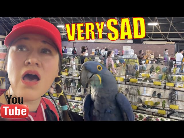 THIS SCENE BREAKS MY HEART AT THE BIRDMART! Exotic Bird Mart & Expo