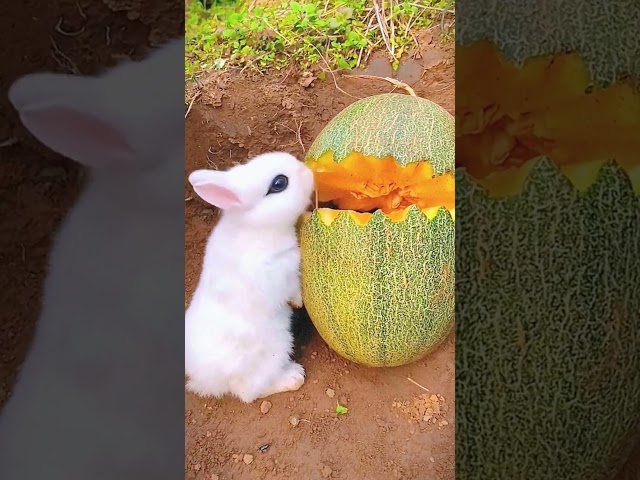 191. Baby rabbits are eating fruit. #rabbitt #cute #animals #reels #shorts #eating #babyrabbit #pets