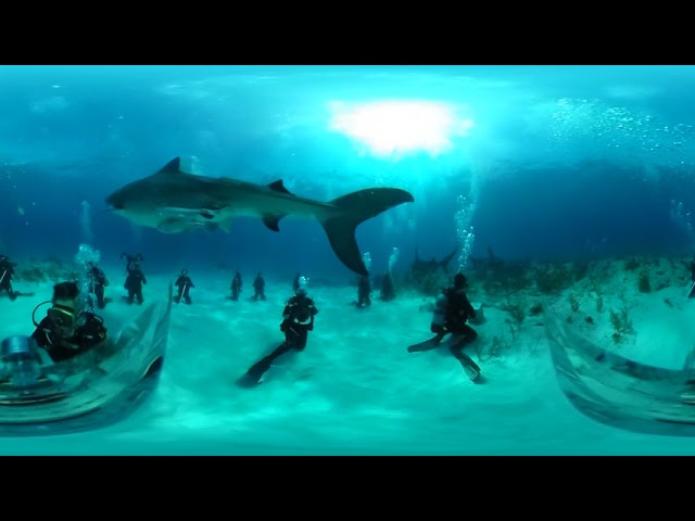 Hammerhead and TIger Sharks @ Tiger Beach, Bahamas VR360 SCUBA