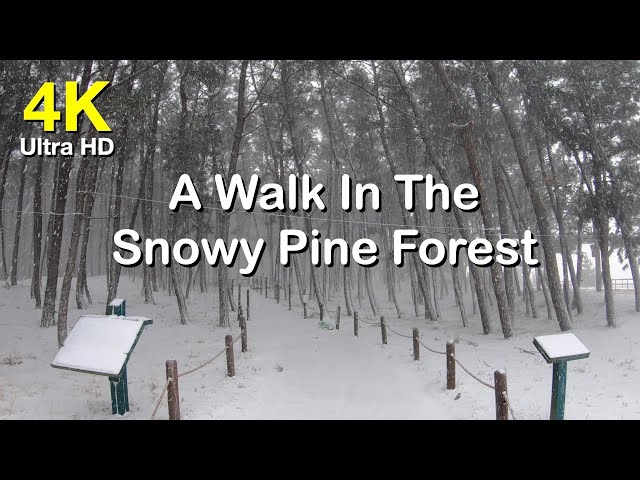 4k 폭설 내리는 소나무숲 풍경 고화질 영상소스  | A Walk In The Snowy Pine Forest