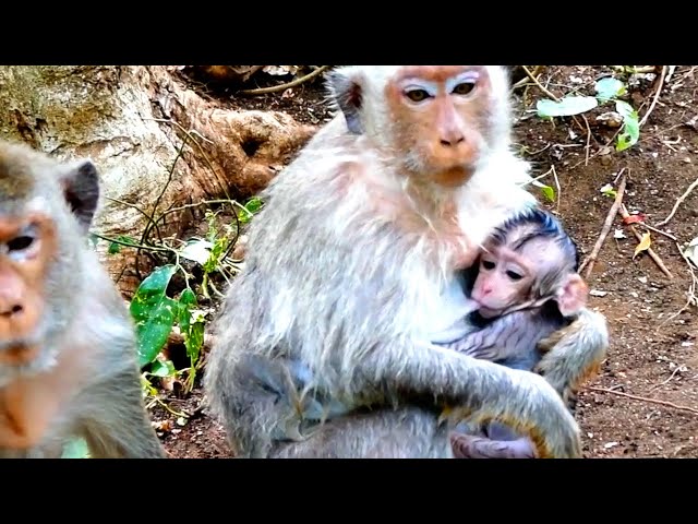 Very Sweet ! Baby cute monkey SANTINO get drink milk from Mom delicious