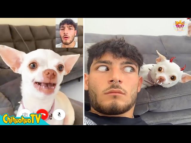 50 Shades of Anger Chihuahua 👿🐶💙6 | Niki's (mreviatar) - ChihuahuaTV