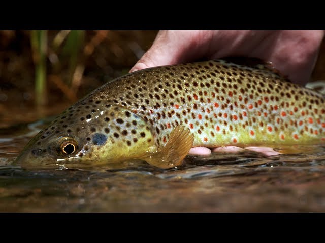 Colorado Small Stream Fly Fishing *TRAILER* by Todd Moen