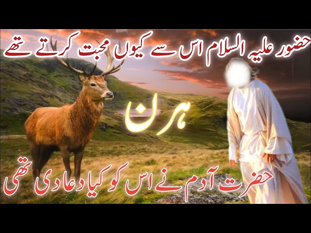 Hazrat ADAM A.S aur Hirn (DEER) Ka Waqia