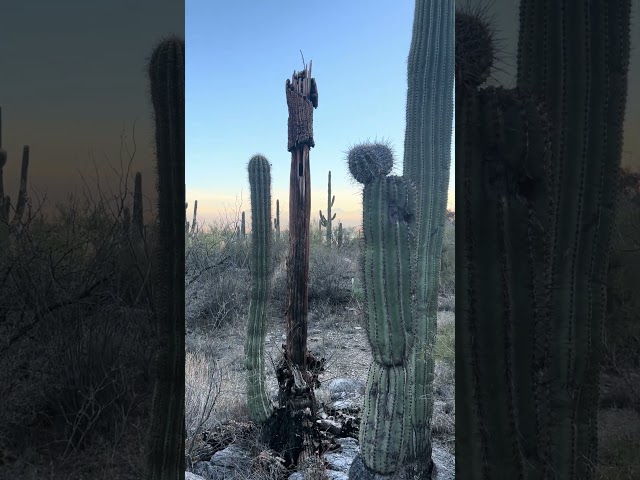 Saguaros: The living and the dead #saguaros #desert #arizona  #hiking #nerd