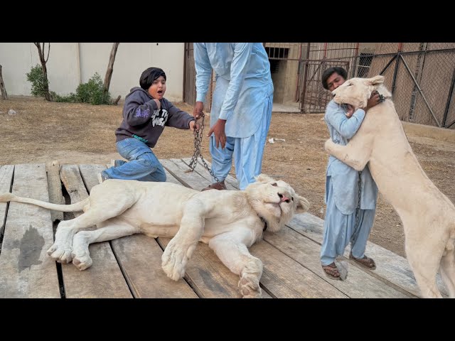 Ali ko Sher 🦁 k cage me band kr deya 😳 || Lion 🦁 ny trainer ko kha leya 😳 ||