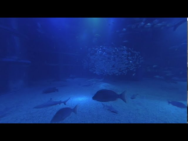 Japan, Osaka Aquarium Kaiyukan 海遊館 (3D Stereoscopic Video) 180°