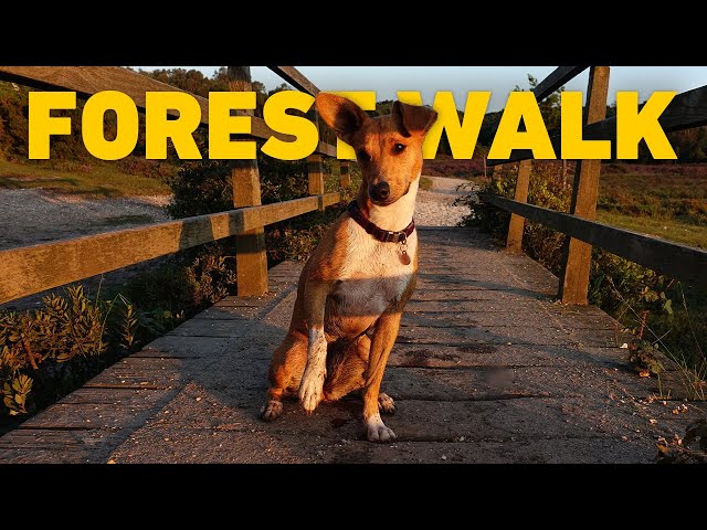 🎹 🔴 LIVE Dog TV 24/7 🐾 Summer Dog Walk through English Woodland 🌳 Classical Piano Music 4K HDR