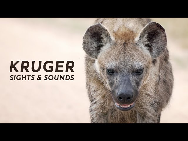 Nature Therapy: Kruger National Park | Maroela & Satara (4K)