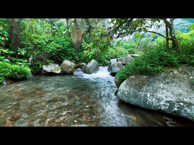 The most beautiful sound of nature, relaxing forest sounds, calming water sounds, ASMR