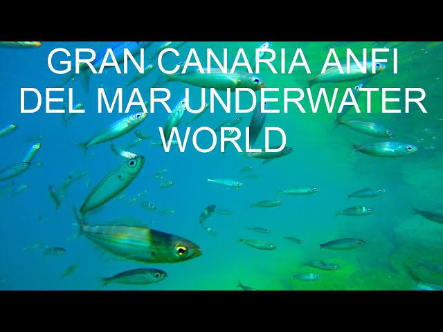 4K GRAN CANARIA- FISH'S OF ANFI DEL MAR. UNDERWATER WORLD