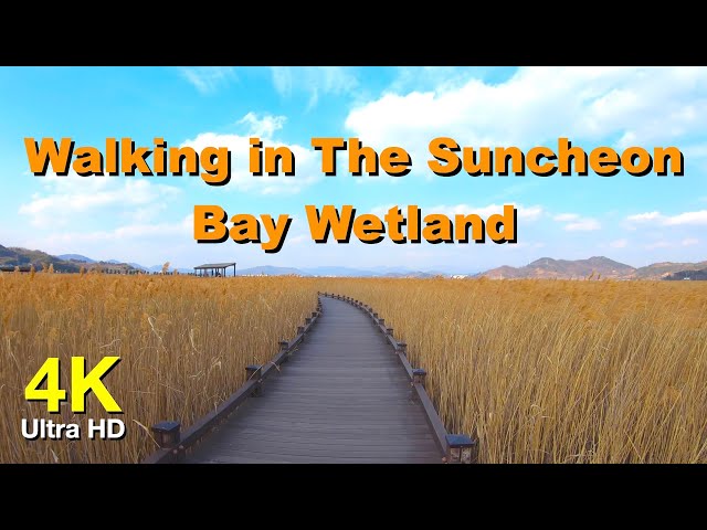 4K 순천만습지 산책 고화질 영상 | Walking in The Suncheon Bay Wetland