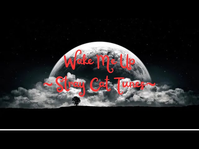 Wake Me Up - Stray Cat Tunes | Original Song