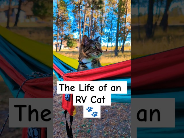 Annie Loves Hammocks 🐾| POV: RV Cat Life #rvlife #catshorts #cathammock