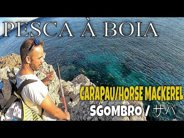 PESCA AO CARAPAU/CAVALA À BOIA EM SESIMBRA/ HORSE MACKEREL FISHING/ サバ / SGOMBRO / حصان الماكريل