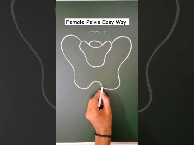 Diagram of Female Pelvis 👍 #pelvis #female #diagram #shorts #ytshorts