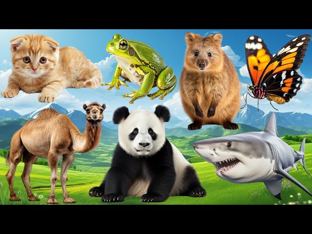 The Special Beauty of Animals - Parrot, Eagle, Seahorse, Dolphin, Beaver, Porcupine - Animal Sounds