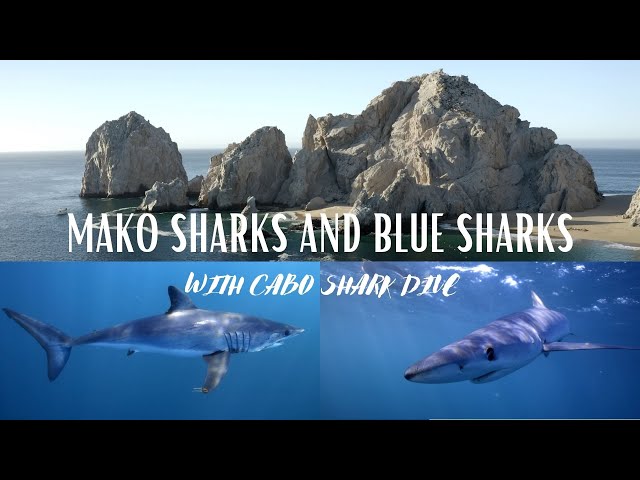 Diving with Cabo Shark Dive in 2021 (4K)