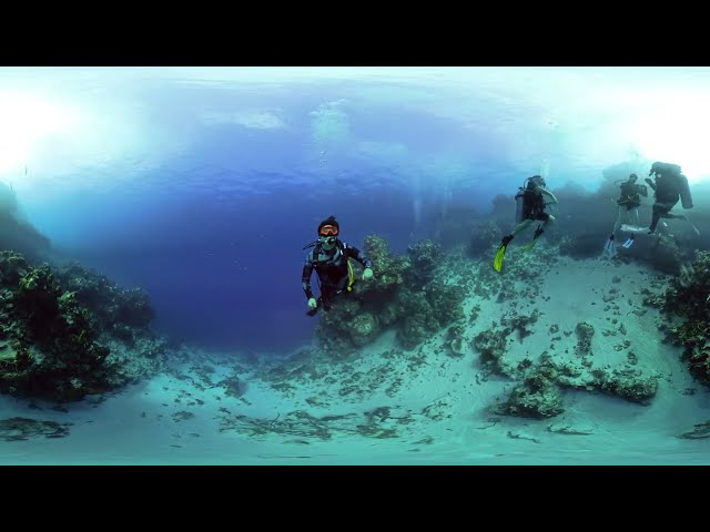 Diving in Palancar Gardens - Cozumel