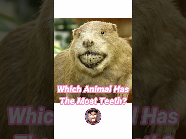 Which Animal Has The Most Teeth. @OddAnimalSpecimens  #funny #photoshop #animals #science