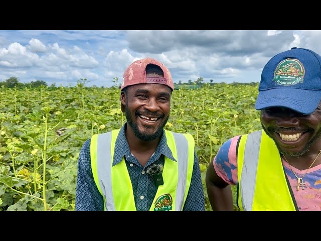 How To Make Quick Cash Growing Okra in Ghana