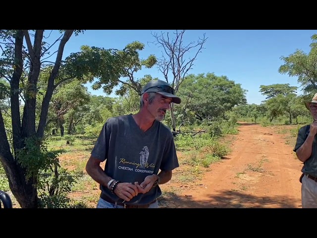 Releasing caracals onto Welgevonden Game Reserve