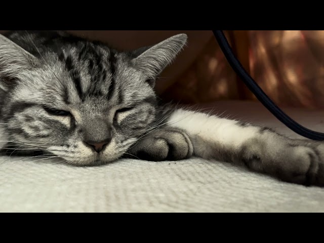 Claire the cat relaxing with her arms outstretched.