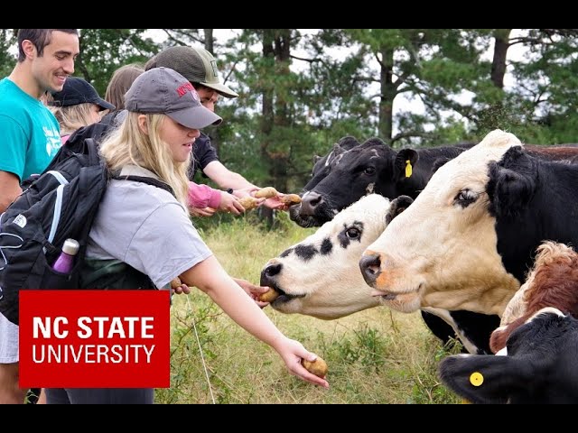 Feeding livestock at Ninja Cow Farm 360VR