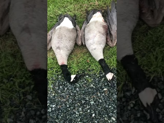 Goose hunting