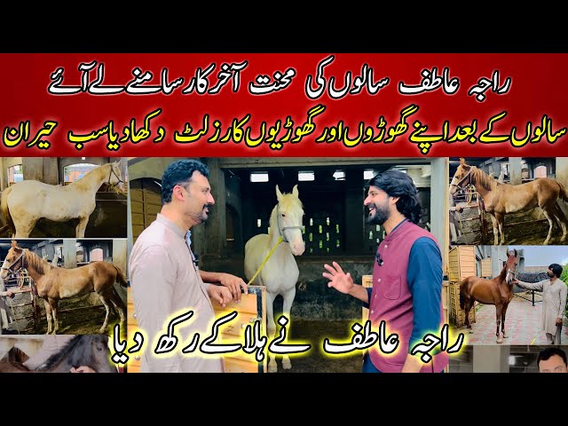 Raja Atif Revealed the secret of his horse breed at last