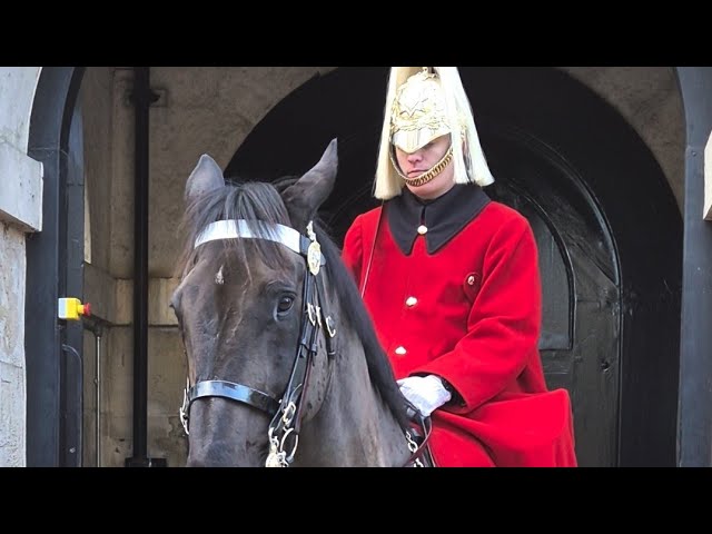 LIVE! THE LIFE GUARDS IN 2025 JANUARY