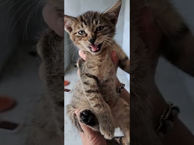 CATS SOUND - Baby cat meowing