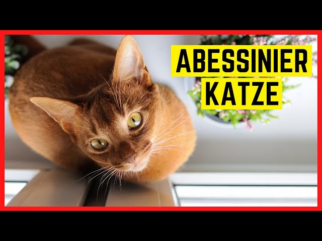 ABESSINIER KATZE | Charakter und Besonderheiten | Rasseportrait