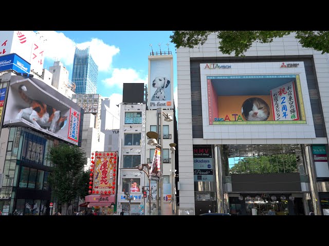 TOKYO: 3D Cat in Shinjuku - Billboard Japan 4K HDR