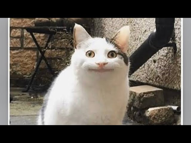 New viral funniest cat videos 😂 try not to laugh 😆 #funny #fuunypets #cat #trending