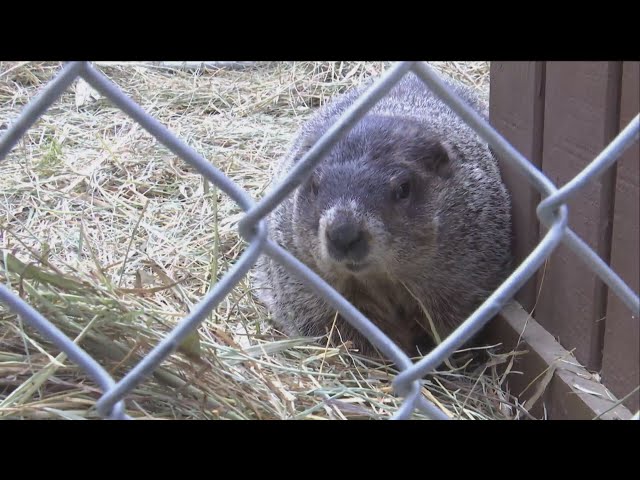 French Creek Freddie predicts early spring in 2025