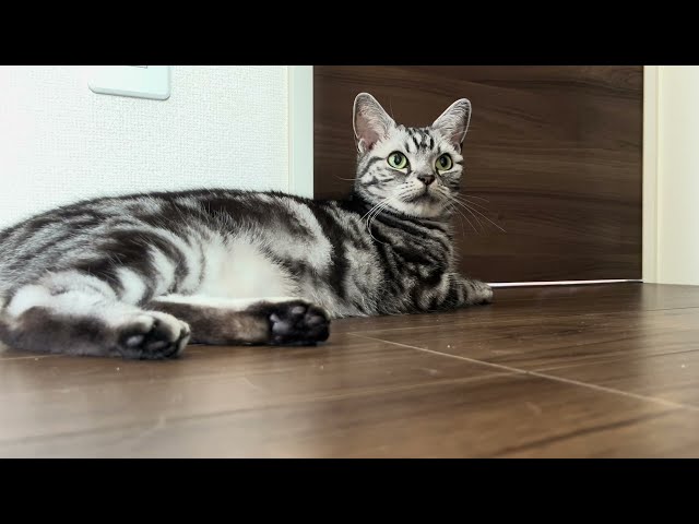 【ルーティン】涼しい場所に寝転がるのが猫の毎日のルーティンです