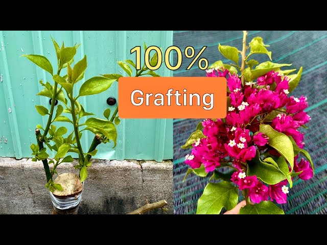 How to transplant bougainvillea plants to produce beautiful flowers in 2024