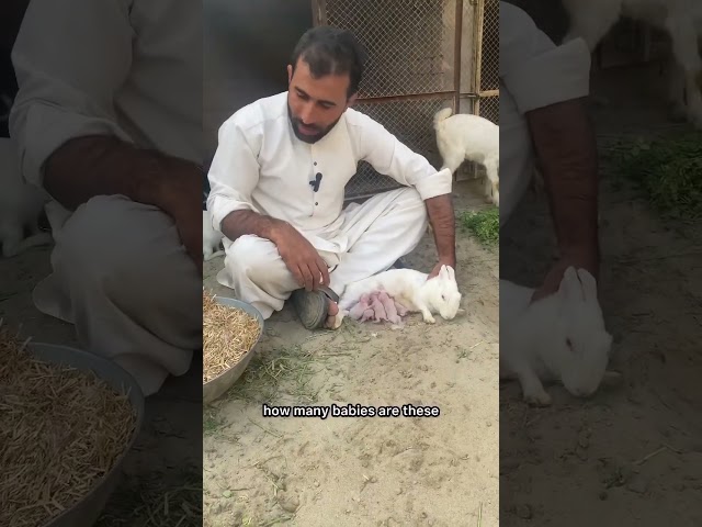 Rabbit babies are drinking their mother milk #rabbitbabies #minizoo #rehmanchvlogs #rabbitcage