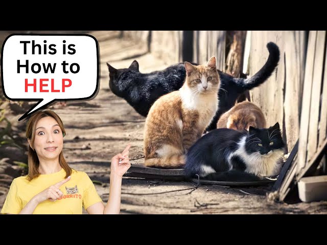 How To Take Care Of Feral Cats In Your Neighborhood