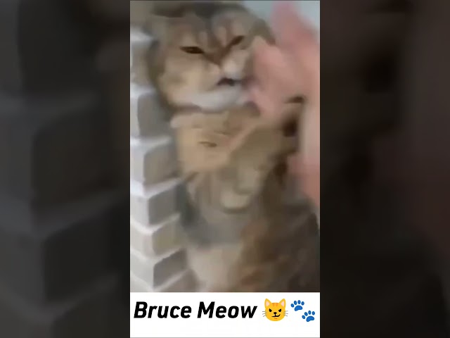 Bruce Meow 😼🐾 "Master of paws, legend of claws—Kung Fu Cat strikes again! 🐱🥋" #pet #funnycats #2025