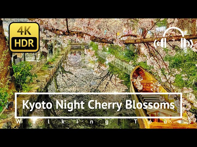 [4K/HDR/Binaural] Kyoto Gion Night Cherry Blossoms Walking Tour - Kyoto Japan