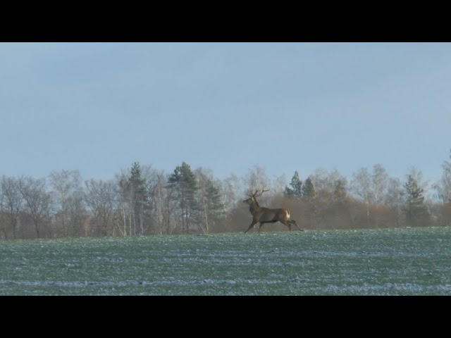 DEER, ROE DEER AND ELK HUNTING FROM THE APPROACH. Arkon Arma