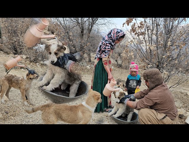 The love and care of a nomadic family ❤️🩹: bathing puppies 🐶💦 in the heart of nature 🌿