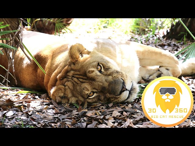 Species That Call Big Cat Rescue Home in 3D!