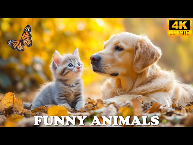 CUTE ANIMALS 4K |🌿 Funny Cute Baby Animals On Earth,🎧 Adorable Animal Moments, Relaxing Music 🌿