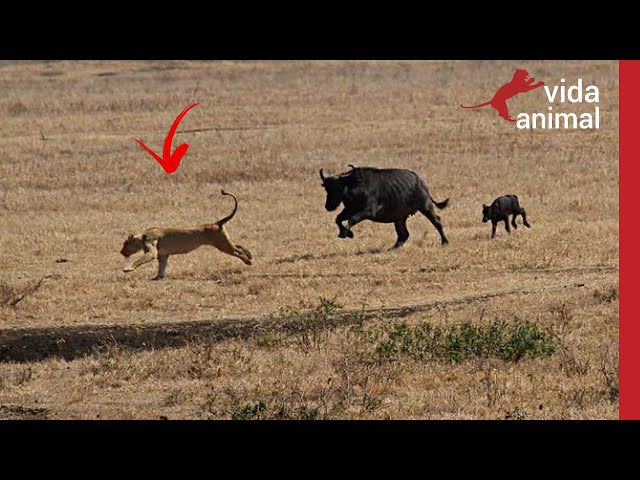 O BÚFALO  NÃO ESPERAVA QUE ESSE LEÃO IRIA APARECER - VIDA ANIMAL